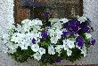 DSC00291.jpg